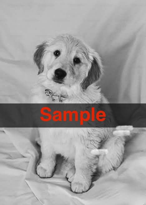 High-Protein Chicken Feast